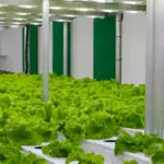 طرح توجیهی احداث پلنت فکتوری(کارخانه گیاهی)