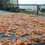 طرح توجیهی احداث فارم پرورش میگو