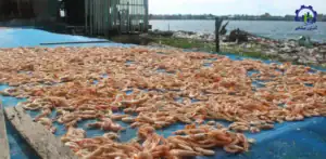 طرح توجیهی احداث فارم پرورش میگو