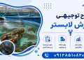 طرح پرورش لابستر