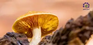 بررسی بازار داخلی و خارجی طرح احداث فارم پرورش قارچ خوراکی طلایی