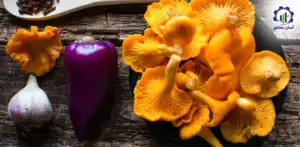 بررسی تجهیزات و تأسیسات احداث فارم پرورش قارچ خوراکی طلایی