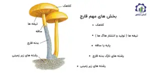 بررسی فرآیند پرورش قارچ خوراکی طلایی