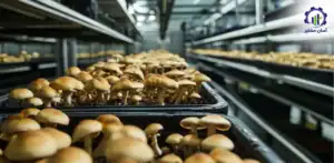 طرح توجیهی احداث فارم پرورش قارچ خوراکی طلایی