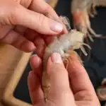 طرح توجیهی احداث فارم پرورش لابستر