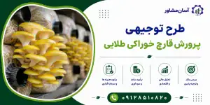 طرح پرورش قارچ خوراکی طلایی
