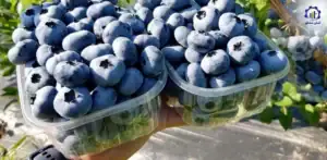 بررسی بازار داخلی و خارجی طرح احداث گلخانه کشت بلوبری و رزبری