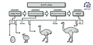 بررسی فرآیند پرورش شترمرغ
