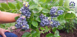 بررسی فرآیند کشت بلوبری و رزبری