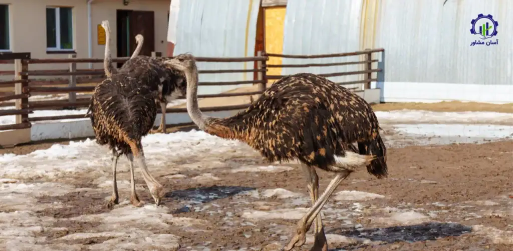 طرح توجیهی احداث فارم پرورش شترمرغ