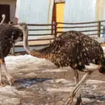 طرح توجیهی احداث فارم پرورش شترمرغ