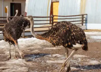 طرح توجیهی احداث فارم پرورش شترمرغ