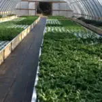 طرح توجیهی احداث گلخانه آکواپونیک