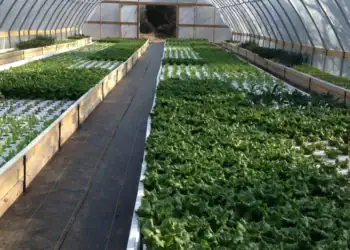 طرح توجیهی احداث گلخانه آکواپونیک