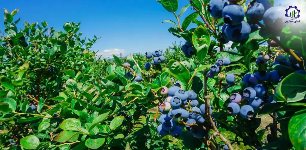 طرح توجیهی احداث گلخانه کشت بلوبری و رزبری