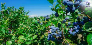 طرح توجیهی احداث گلخانه کشت بلوبری و رزبری