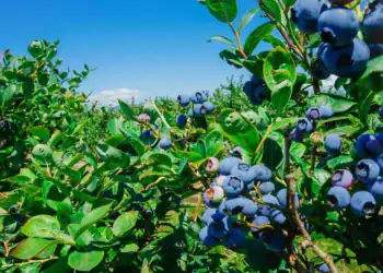 طرح توجیهی احداث گلخانه کشت بلوبری و رزبری