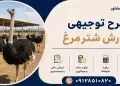 طرح پرورش شترمرغ
