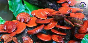 بررسی بازار داخلی و خارجی طرح احداث فارم پرورش قارچ گانودرما