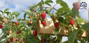 بررسی بازار داخلی و خارجی طرح احداث فارم کشت تمشک