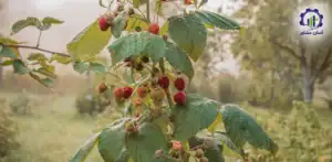 بررسی تجهیزات و تأسیسات احداث فارم کشت تمشک