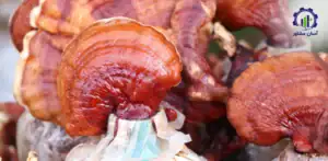 بررسی فرآیند پرورش قارچ گانودرما
