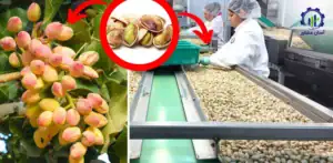 بررسی فرآیند کشت پسته