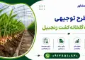 طرح احداث گلخانه کشت زنجبیل