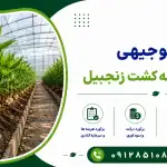 طرح احداث گلخانه کشت زنجبیل