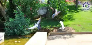 طرح توجیهی احداث باغ پرندگان