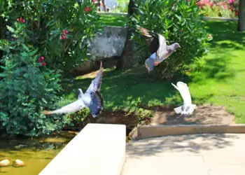 طرح توجیهی احداث باغ پرندگان