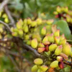 طرح توجیهی احداث باغ پسته