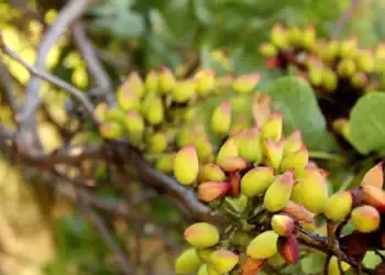 طرح توجیهی احداث باغ پسته