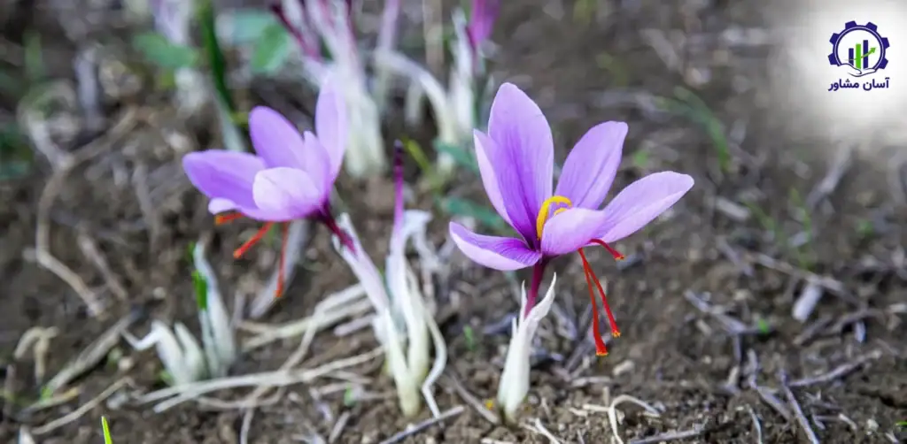 طرح توجیهی احداث فارم پرورش زعفران