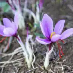 طرح توجیهی احداث فارم پرورش زعفران