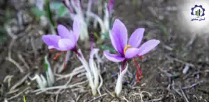 طرح توجیهی احداث فارم پرورش زعفران