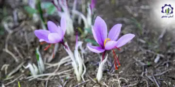 طرح توجیهی احداث فارم پرورش زعفران
