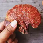 طرح توجیهی احداث فارم پرورش قارچ گانودرما