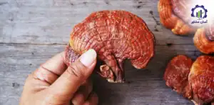 طرح توجیهی احداث فارم پرورش قارچ گانودرما