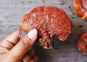 طرح توجیهی احداث فارم پرورش قارچ گانودرما