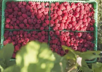  طرح توجیهی احداث فارم کشت تمشک