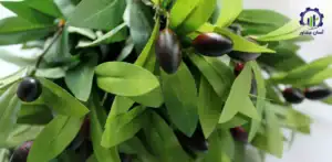 بررسی بازار داخلی و خارجی طرح احداث باغ زیتون