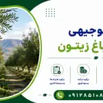 طرح احداث باغ زیتون