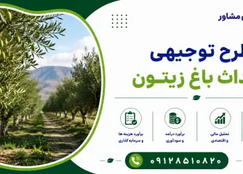 طرح احداث باغ زیتون