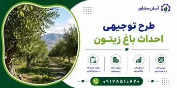 طرح احداث باغ زیتون