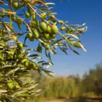 طرح توجیهی احداث باغ زیتون