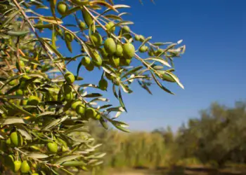 طرح توجیهی احداث باغ زیتون