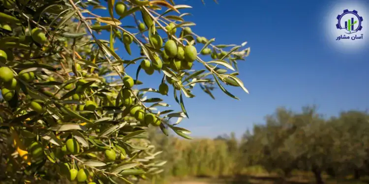 طرح توجیهی احداث باغ زیتون