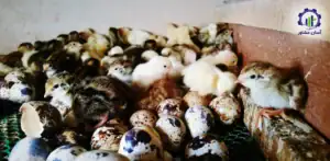 بررسی بازار داخلی و خارجی فارم پرورش بلدرچین گوشتی