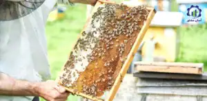 بررسی بازار داخلی و خارجی پرورش زنبور عسل